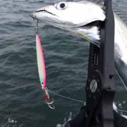 今シーズンはタチウオいつまで（ゲストあり）