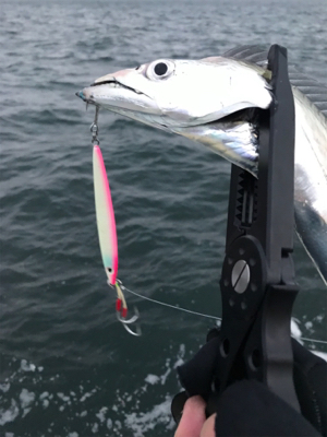 今シーズンはタチウオいつまで（ゲストあり）…