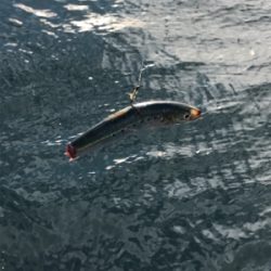 さすらいの釣り人とコラボ釣行