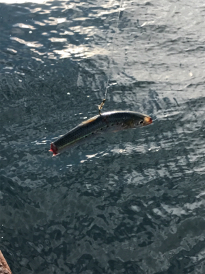 さすらいの釣り人とコラボ釣行