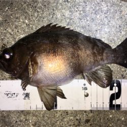 明石周辺メバリング