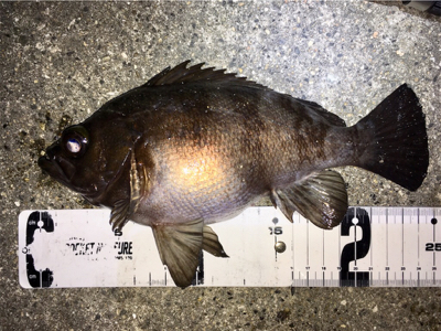 明石周辺メバリング