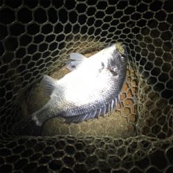 淀川ブリームゲーム お帰りなさい