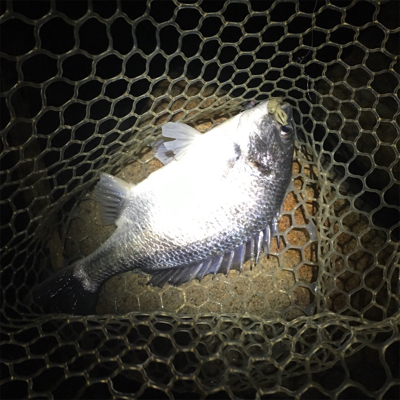 淀川ブリームゲーム お帰りなさい