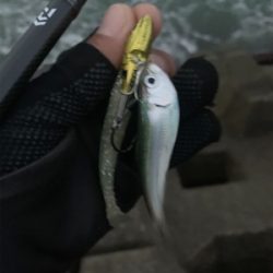 ぷりぷりサゴシ