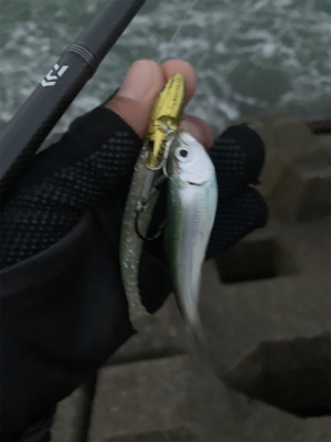 ぷりぷりサゴシ