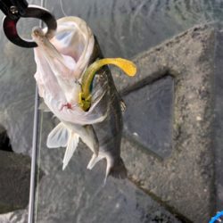 冬のデイシーバス!