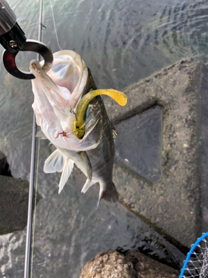 冬のデイシーバス!