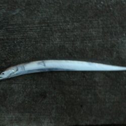 まだまだしぶとく太刀魚狙い