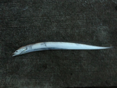 まだまだしぶとく太刀魚狙い