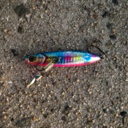 サゴシ ２本 とはならず