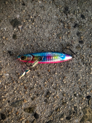 サゴシ ２本 とはならず