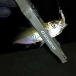 ナイトアジング