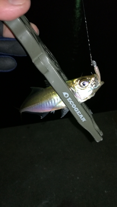 ナイトアジング