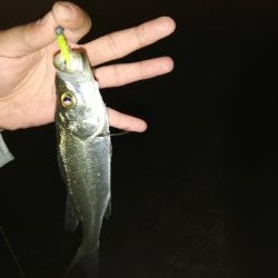 アジングそしてミニシーバス