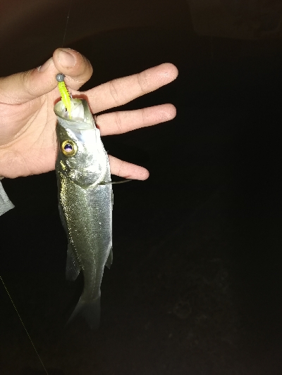 アジングそしてミニシーバス