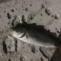 だいぶ渋い。。