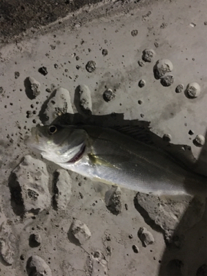 だいぶ渋い。。