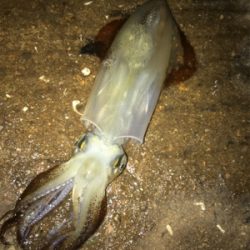 寒い中でのヒイカ釣り