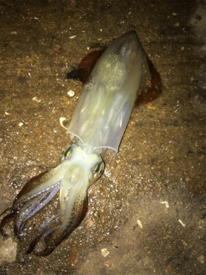 寒い中でのヒイカ釣り