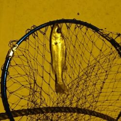 釣り初めての友人と夜釣りへ