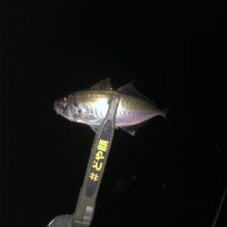 釣れる方法教えてください！