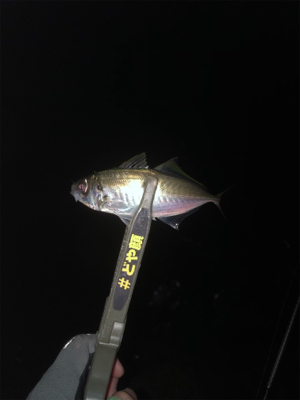 釣れる方法教えてください！