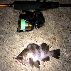 メバルを釣りたくて