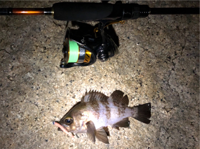 メバルを釣りたくて