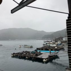 イトヨリが少々