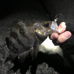 メバルいい感じ