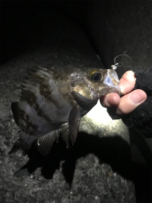 メバルいい感じ