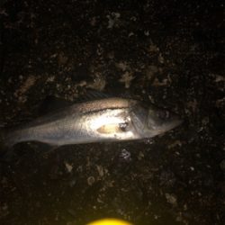 本年 沖堤 最終？釣行