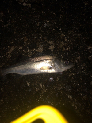 本年 沖堤 最終？釣行