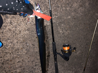 タチウオ爆釣！