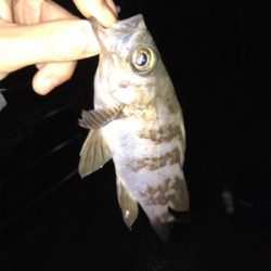 雨の中三角港周辺でライトゲーム