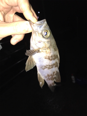 雨の中三角港周辺でライトゲーム