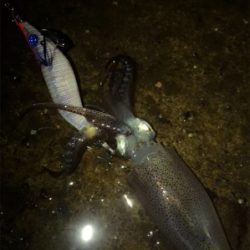 雨の降る寒い中でのヒイカ釣り