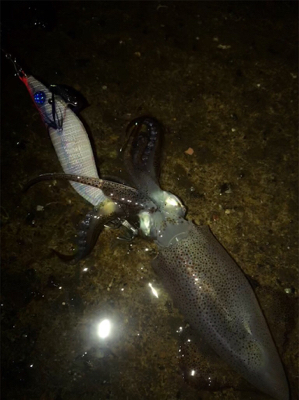 雨の降る寒い中でのヒイカ釣り