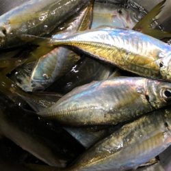 最終太刀魚大型化