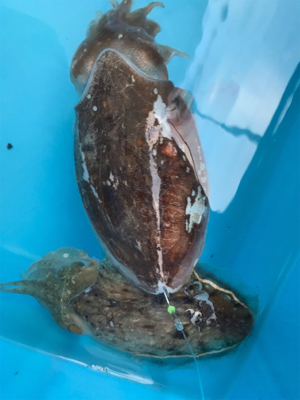 明石沖   ブリノマセ釣り