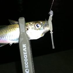 ナイトアジング