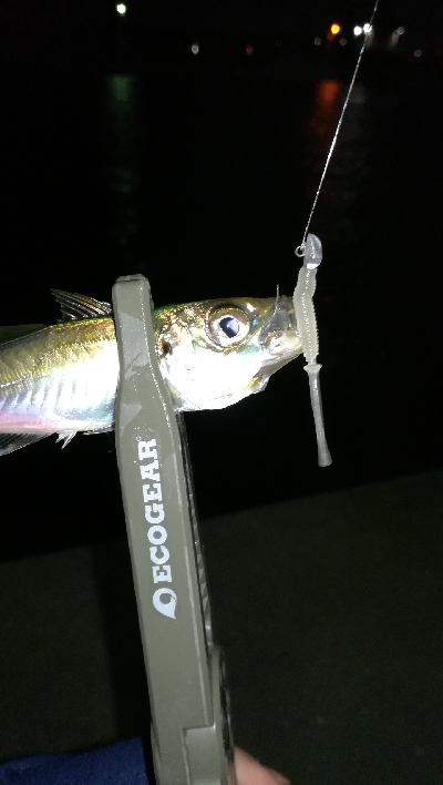 ナイトアジング