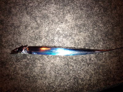 寒い中でのタッチーチャレンジ