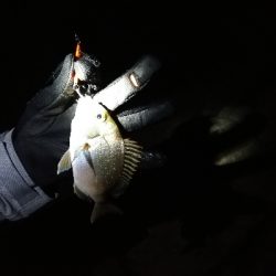 マイクロジギング