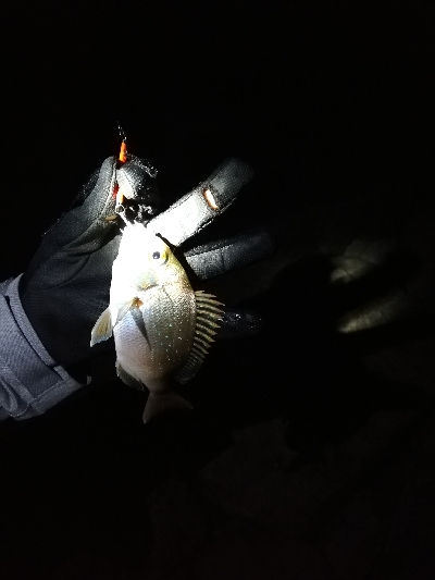 マイクロジギング