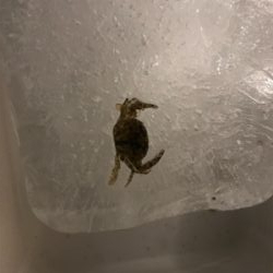 なんとか1匹( ´Д`)y━･~~