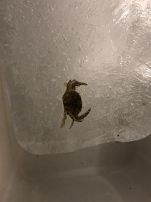 なんとか1匹( ´Д`)y━･~~