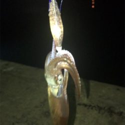 寒い中での劇渋ヒイカ釣り