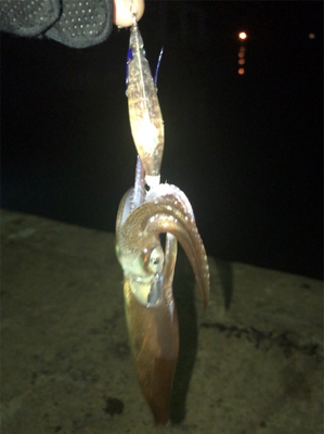 寒い中での劇渋ヒイカ釣り